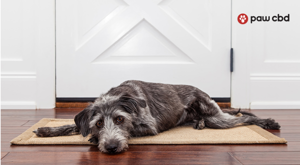 Unhappy Hound? Dealing with Your Dog's Separation Issues 